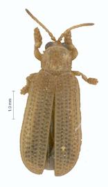   Wallacispa  habitus. 